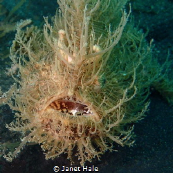 Hairy Frogfish hangin' out! by Janet Hale 